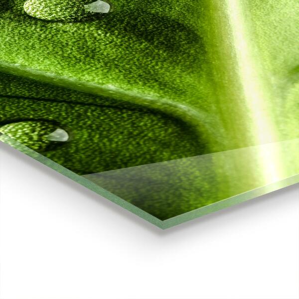 Zidna obloga za kuhinju List s kapljicami jutranje rose