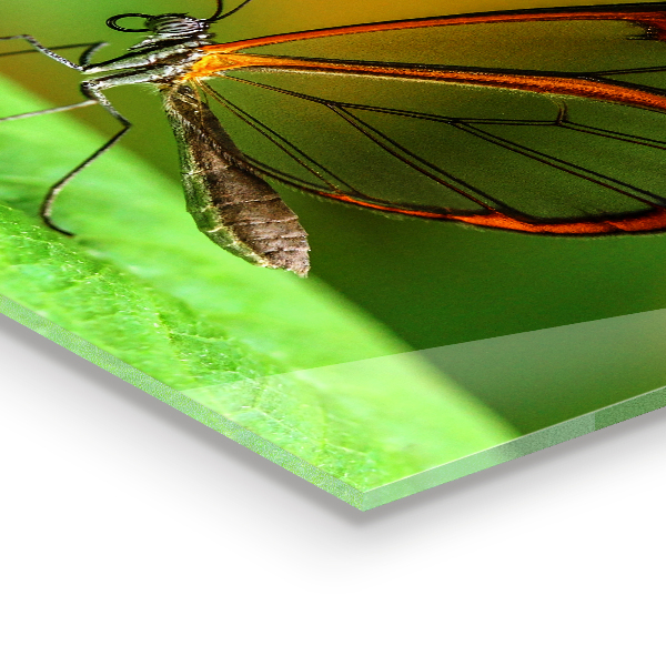 Stenska plošča za kuhinjo Metulj na listu