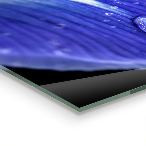 Zidna obloga za kuhinju Vijolični cvet perunike