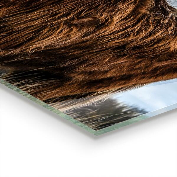 Stenska plošča za kuhinjo Highland boho krava