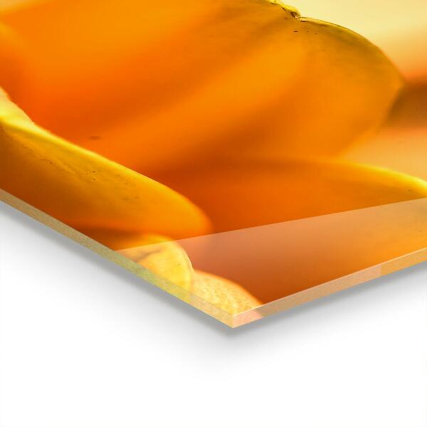 Zidna obloga za kuhinju Gerberjev cvet