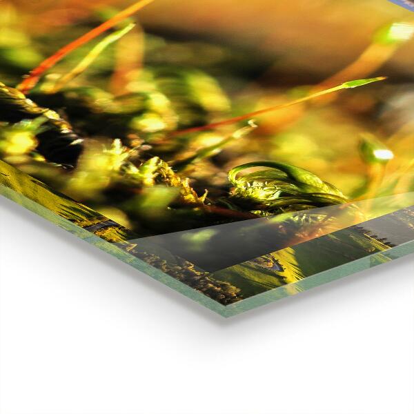 Zidna obloga za kuhinju Podrobnosti o gozdnem mahu