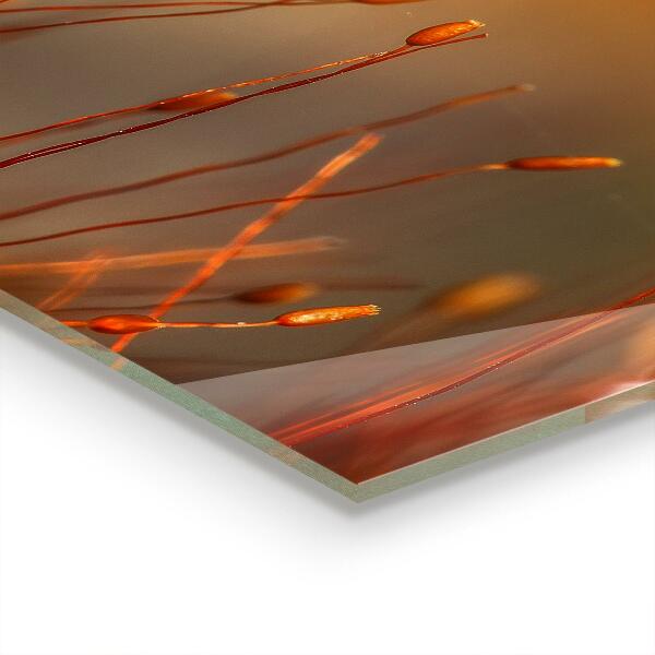 Zidna obloga za kuhinju Žitno polje ob sončnem zahodu