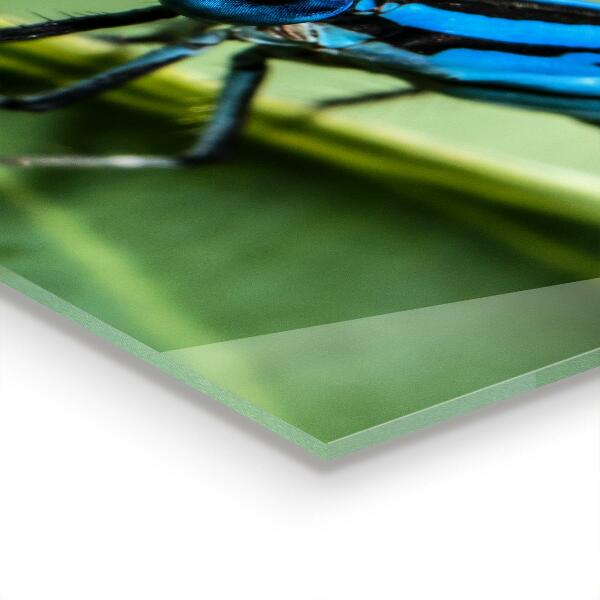 Stenska plošča za kuhinjo Kačji pastir na listu