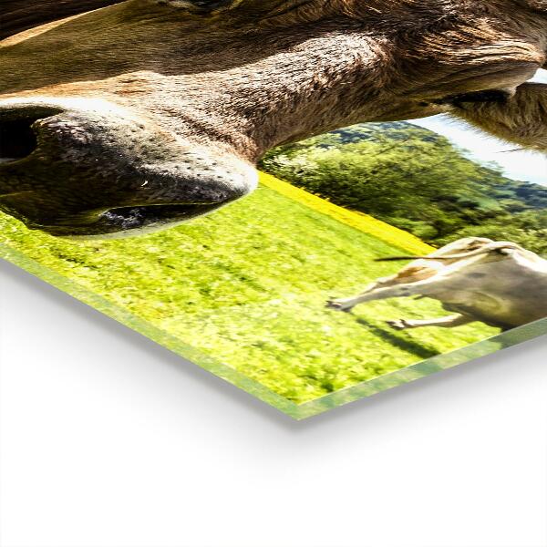 Stenska plošča za kuhinjo Podeželsko podnebje krowa pole