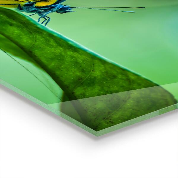 Stenska plošča za kuhinjo Metulj počiva na listu